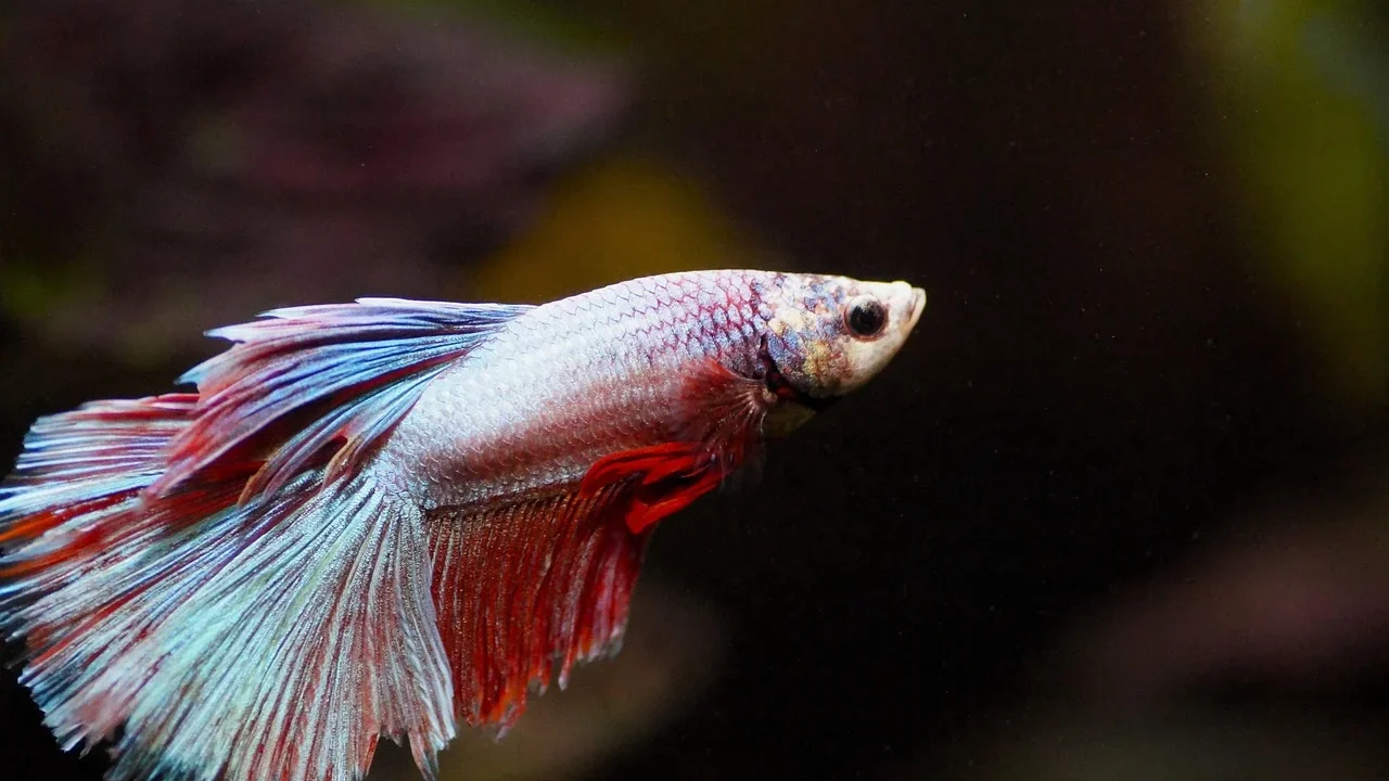 aquarium filter fish tank equipment