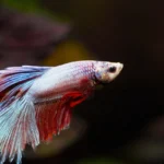 Filter Akuarium Terbaik untuk Ikan Hias 2026