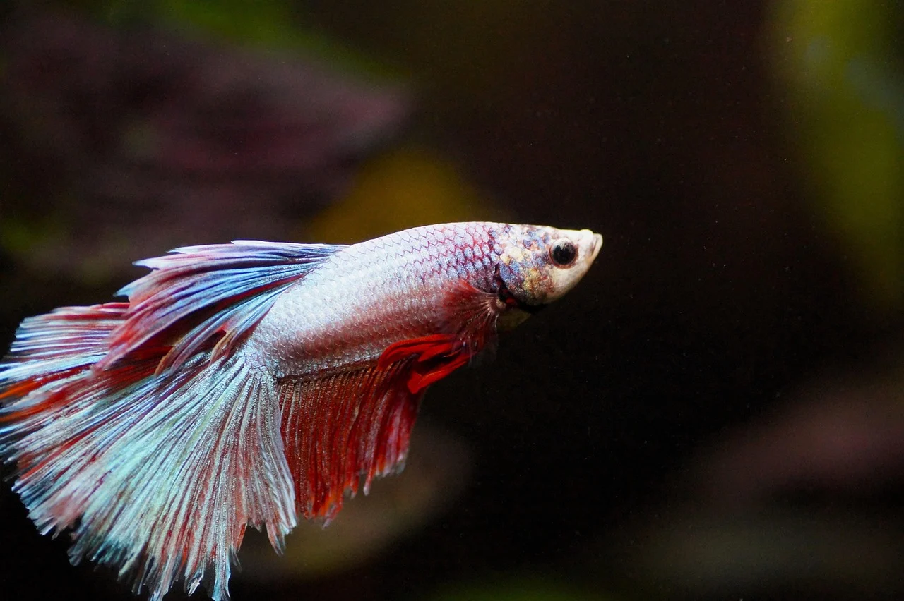 aquarium filter fish tank equipment