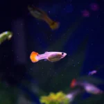 Cara Merawat Ikan Cupang Agar Warnanya Makin Cerah