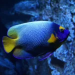 Cara Merawat Ikan Cupang untuk Pemula 2026