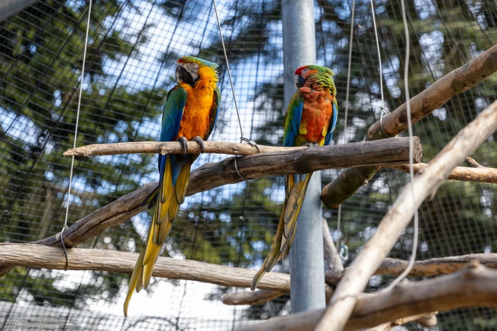 Panduan Lengkap Cara Penangkaran Burung Lovebird 2026