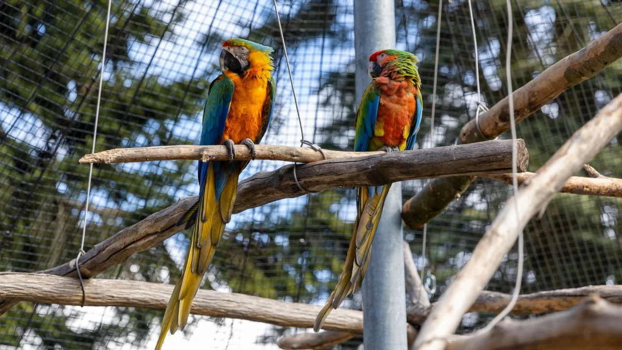 bird cage aviary setup