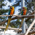 Panduan Lengkap Cara Penangkaran Burung Lovebird 2026