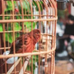Cara Membersihkan Sangkar Burung yang Benar & Sehat