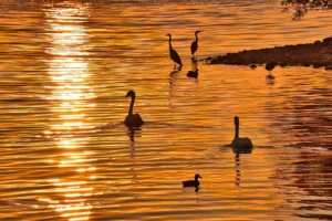 featured-image