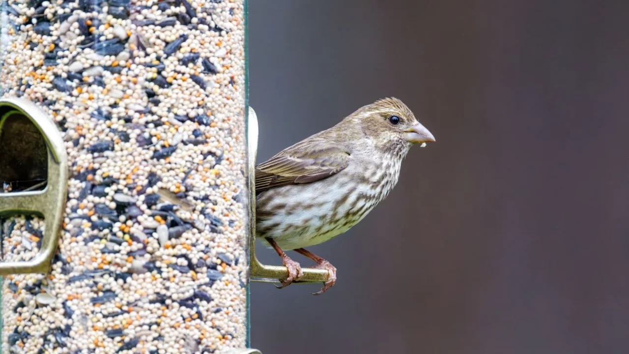 canary bird bird seed