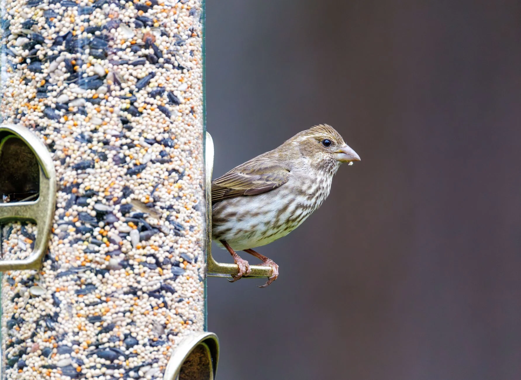 canary bird bird seed