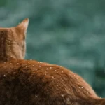 Makanan Terbaik untuk Merawat Bulu Kucing