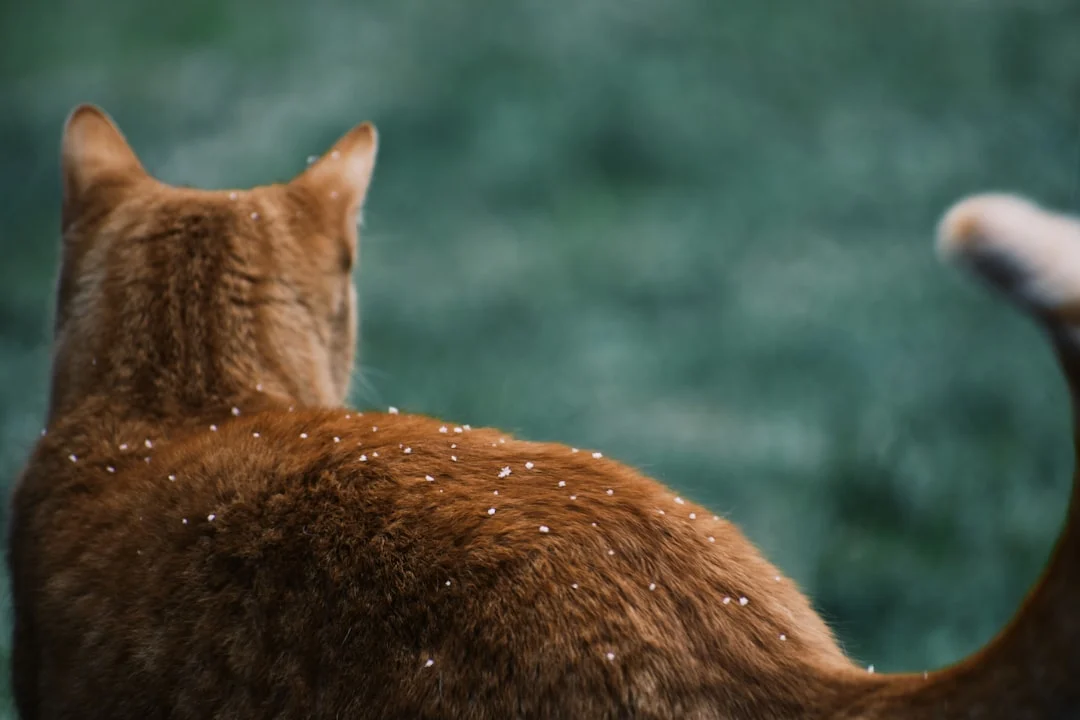 cat fur cat food