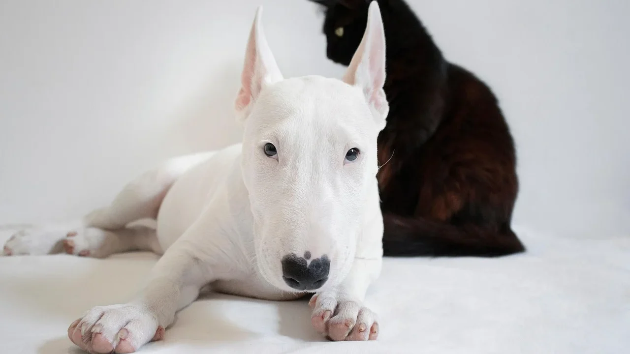 cat grooming dog bath