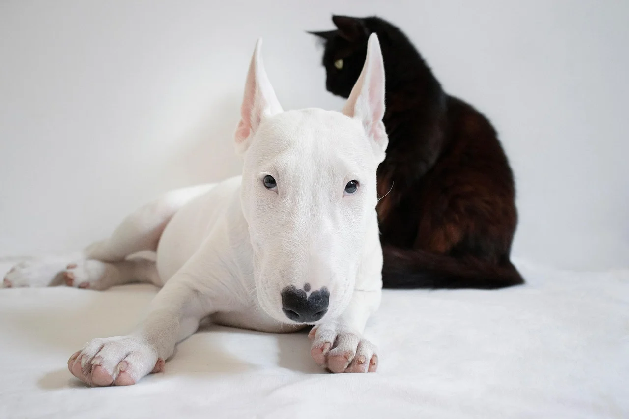 cat grooming dog bath