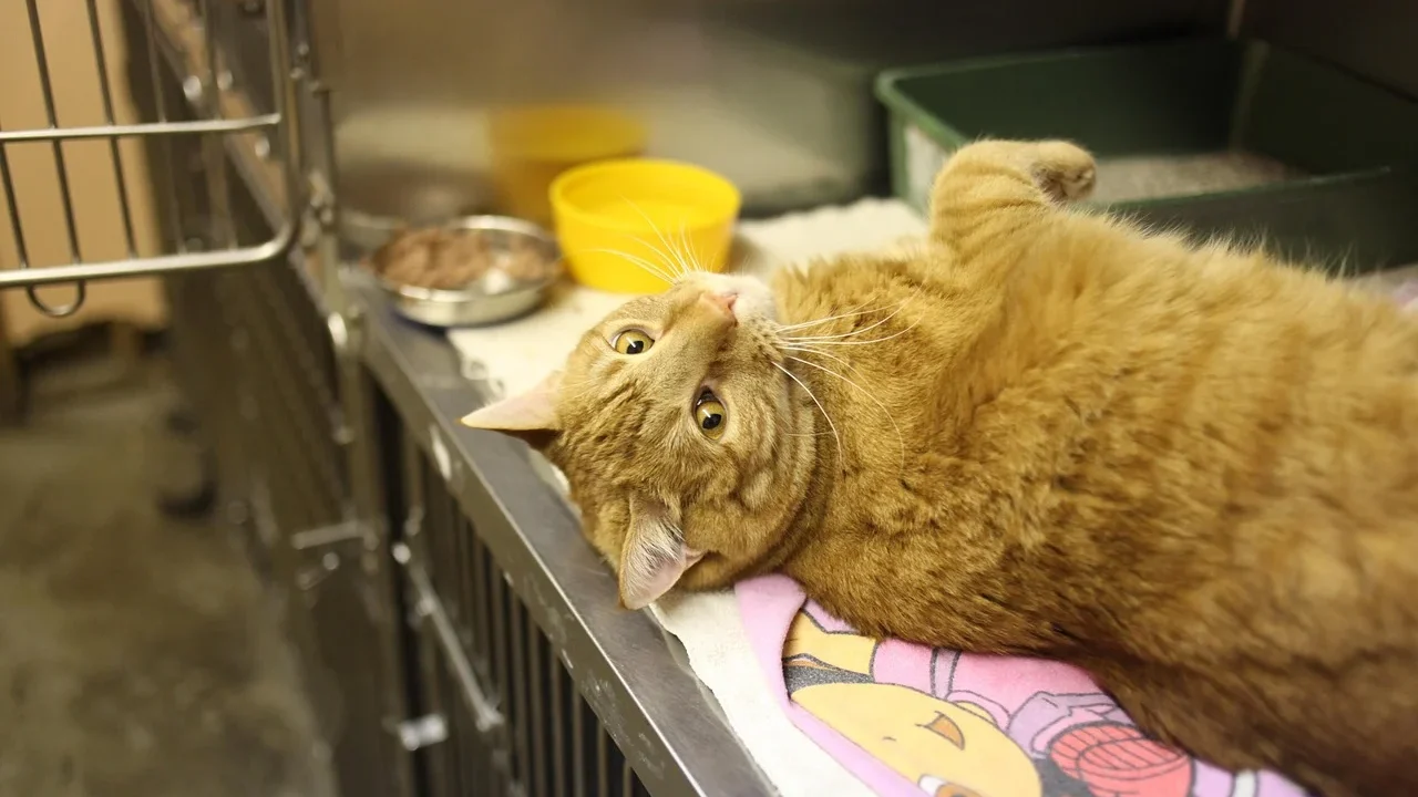 cat surgery veterinarian
