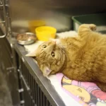 Cara Steril Kucing Jantan dan Betina Terbaru 2026