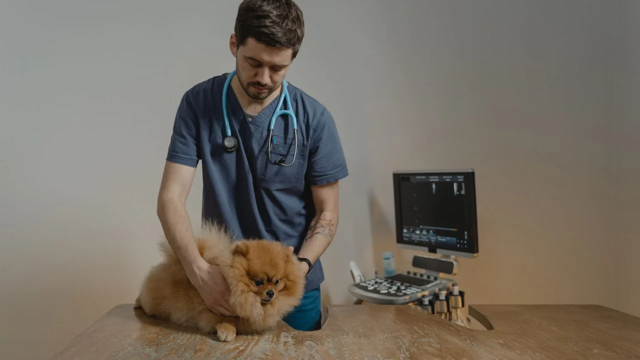 cat vet dog medicine