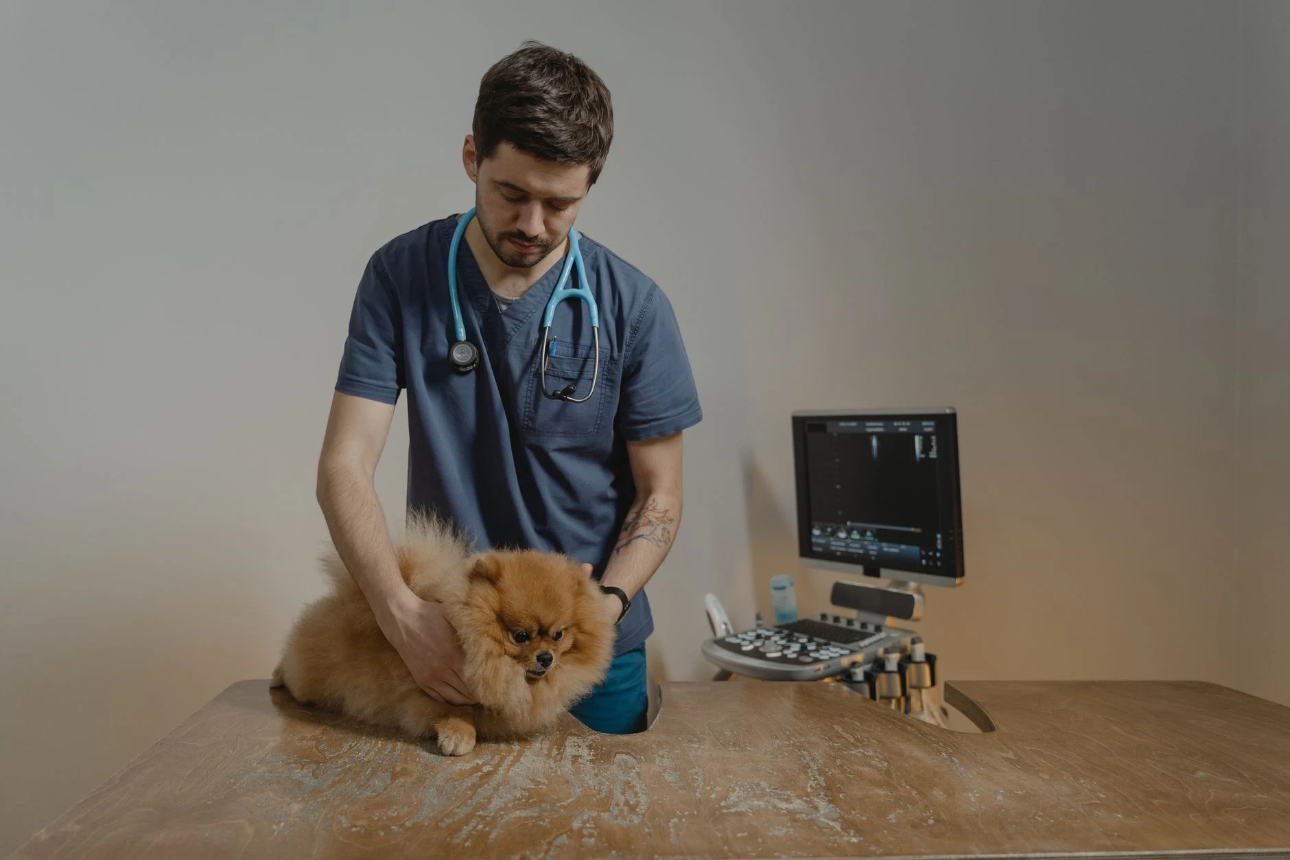 cat vet dog medicine