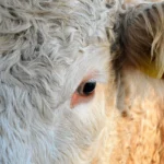 Vitamin Penggemuk Sapi Terbaik untuk Hasil Maksimal 2026