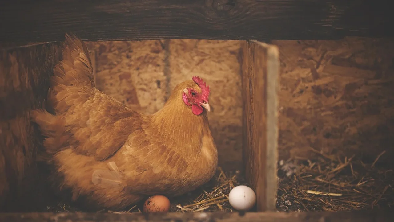 chicken coop biosecurity