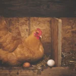 Cara Mencegah Penyakit Kolera pada Ayam Paling Efektif