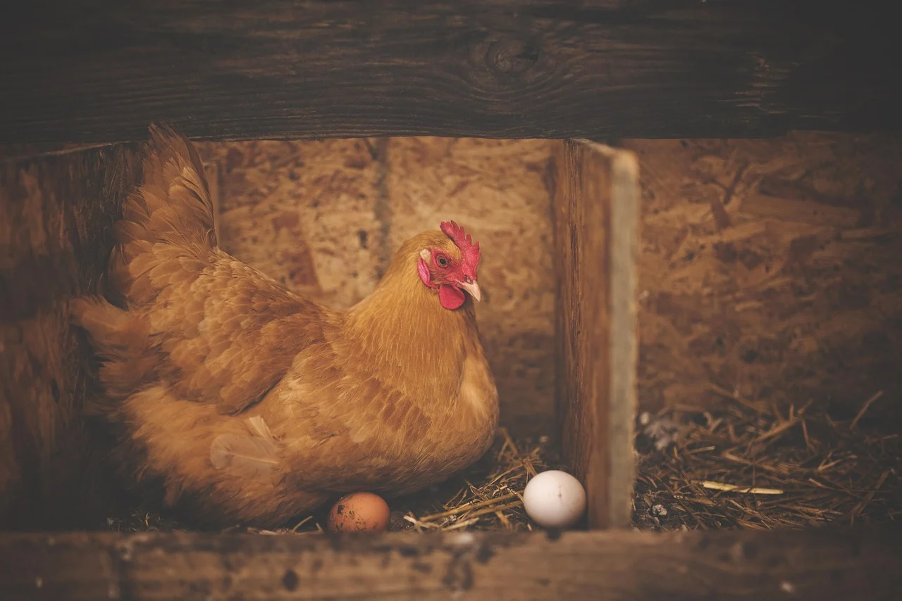 chicken coop biosecurity