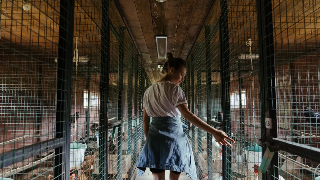 chicken coop poultry farm