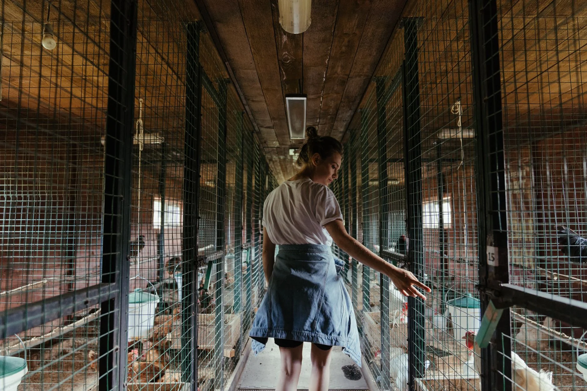 chicken coop poultry farm