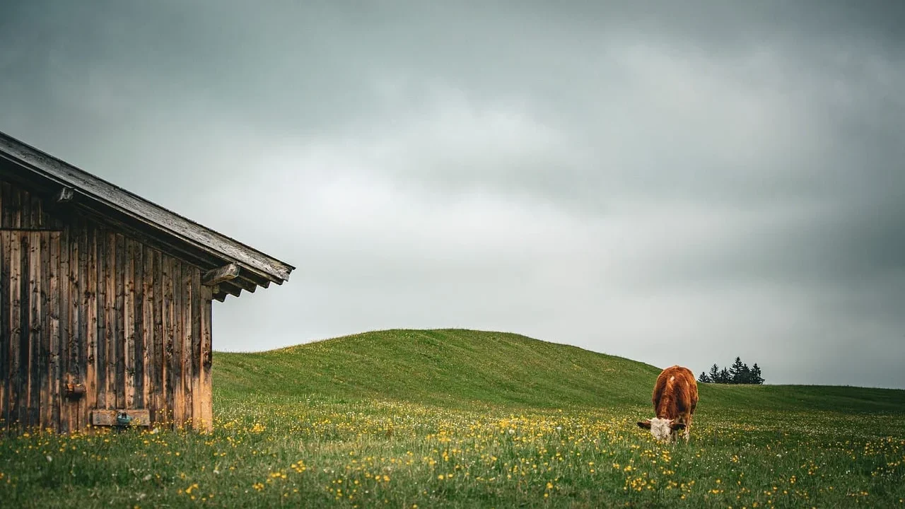 clean goat barn modern farm