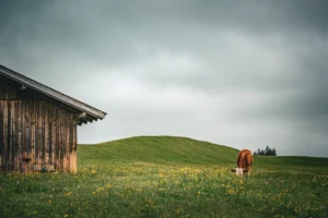 featured-image