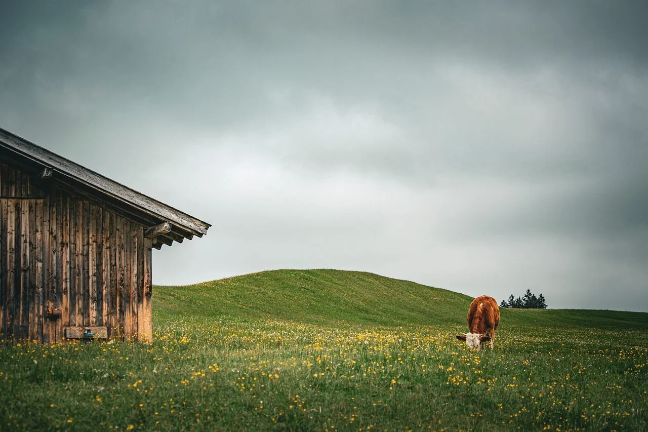 clean goat barn modern farm
