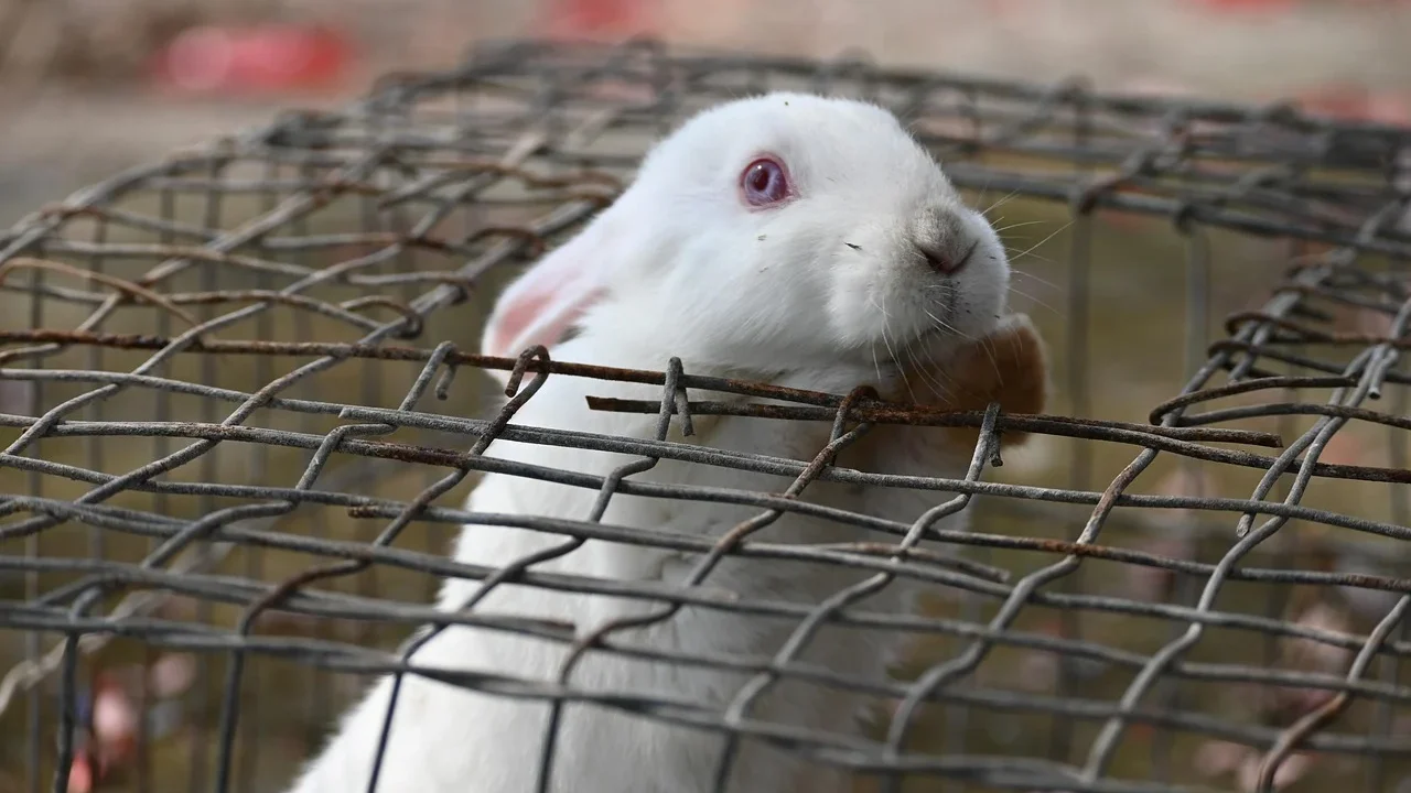 cute rabbit fluffy bunny