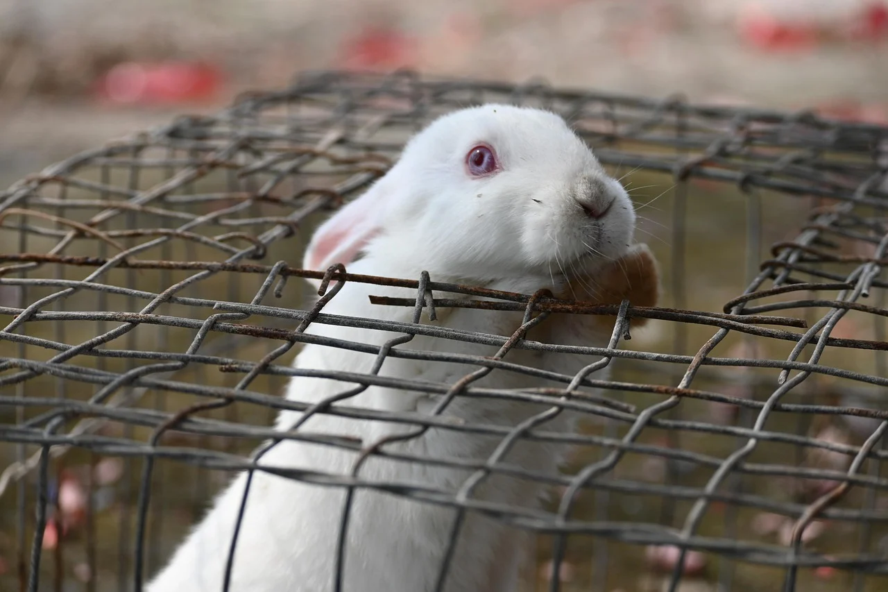 cute rabbit fluffy bunny
