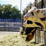 Cara Merawat Sapi Perah Harian untuk Hasil Susu Melimpah