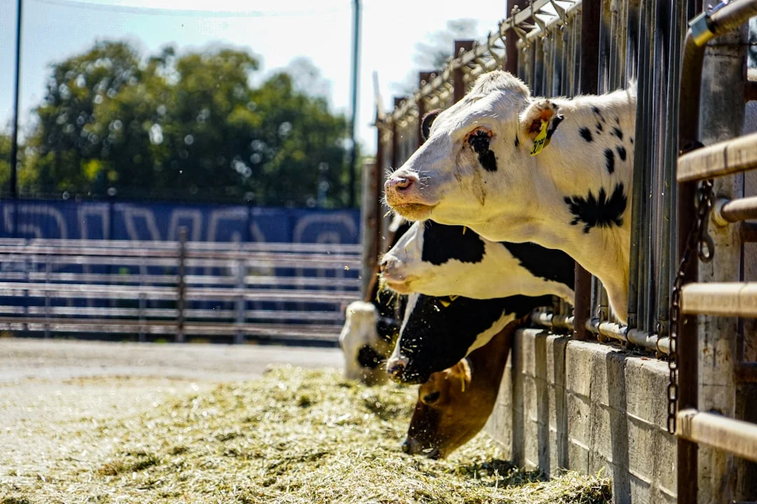 dairy cow feeding silage