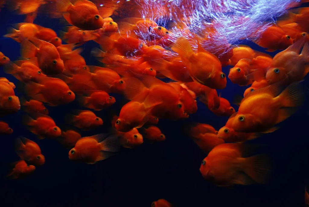 Panduan Lengkap Cara Merawat Ikan Discus untuk Pemula