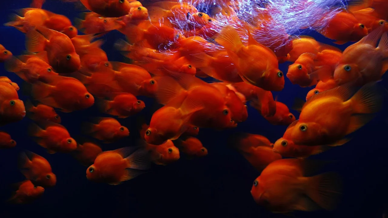 discus fish aquarium freshwater fish