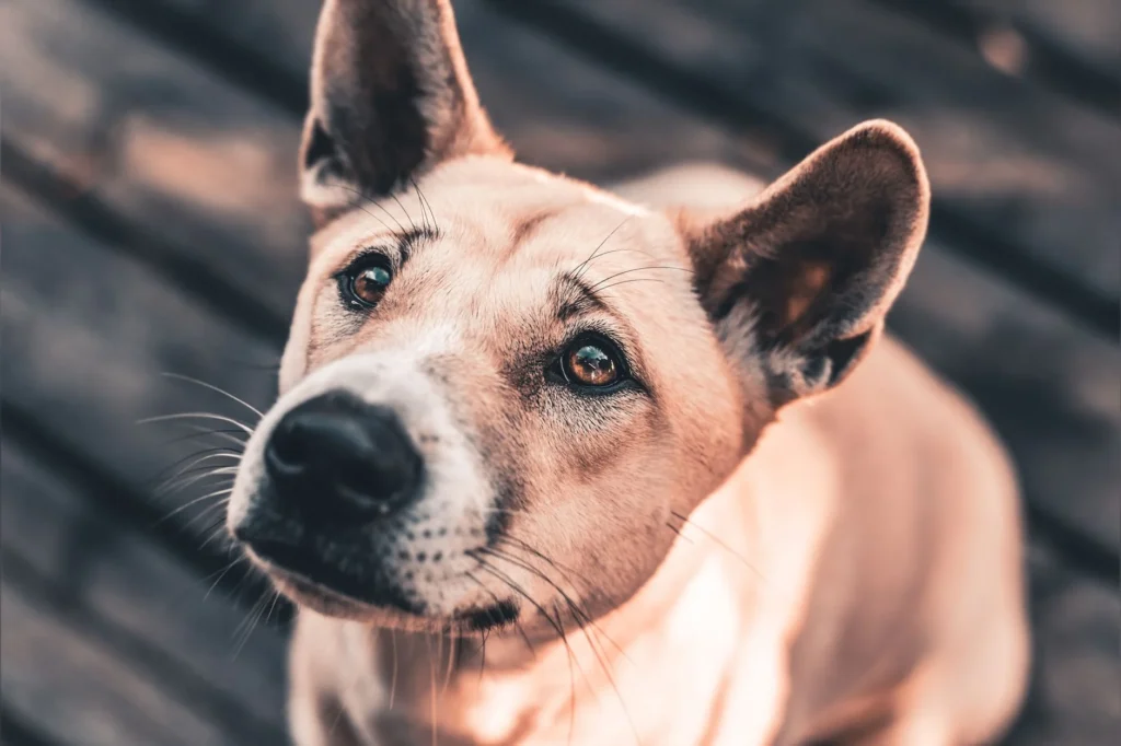 Cara Merawat Anjing Kampung Agar Nurut dan Penurut