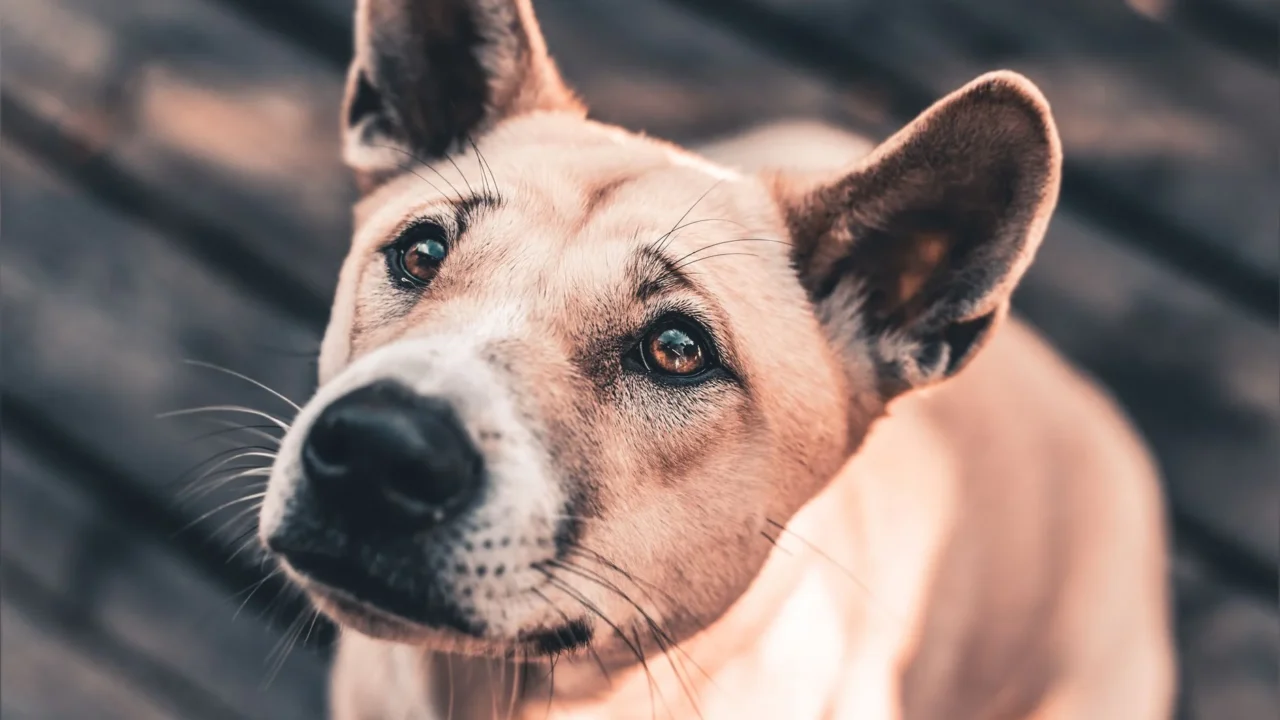 dog eye dog posture