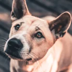 Cara Merawat Anjing Kampung Agar Nurut dan Penurut