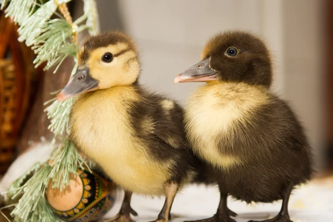 duck breed duckling