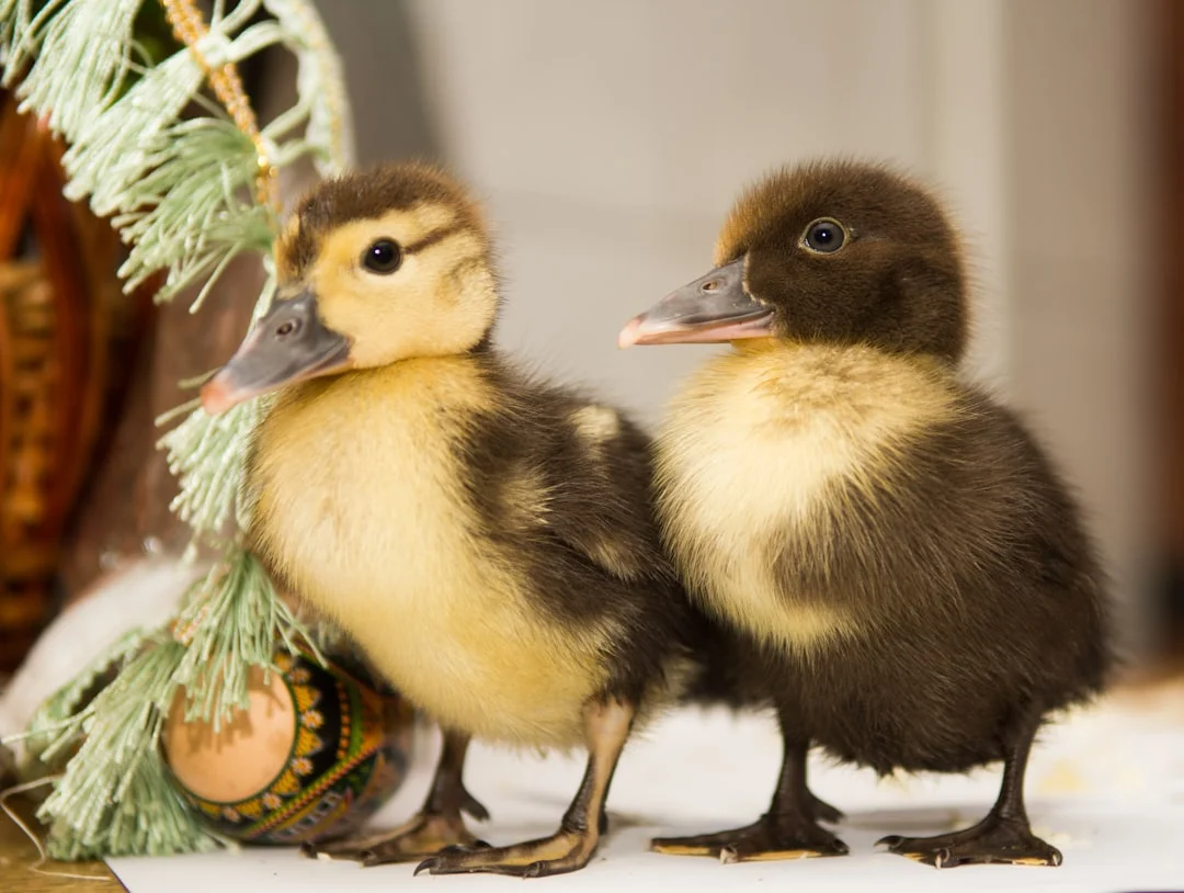 duck breed duckling