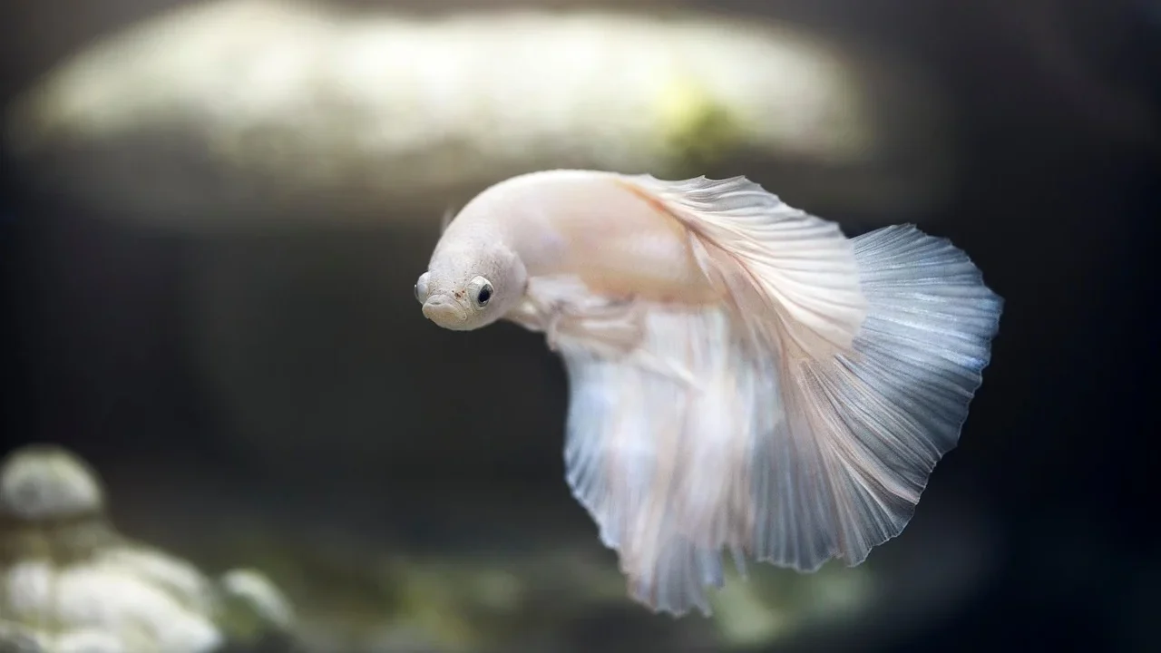fish tank aquarium setup