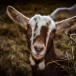 Cara Fermentasi Pakan Ternak Kambing Praktis 2026