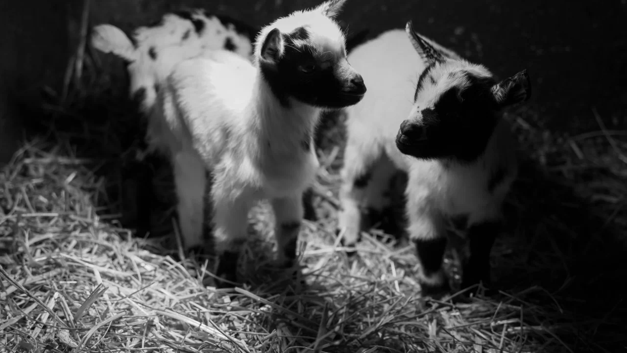goat farm baby goat