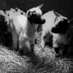 Cara Merawat Kambing Etawa Agar Gemuk & Sehat 2026
