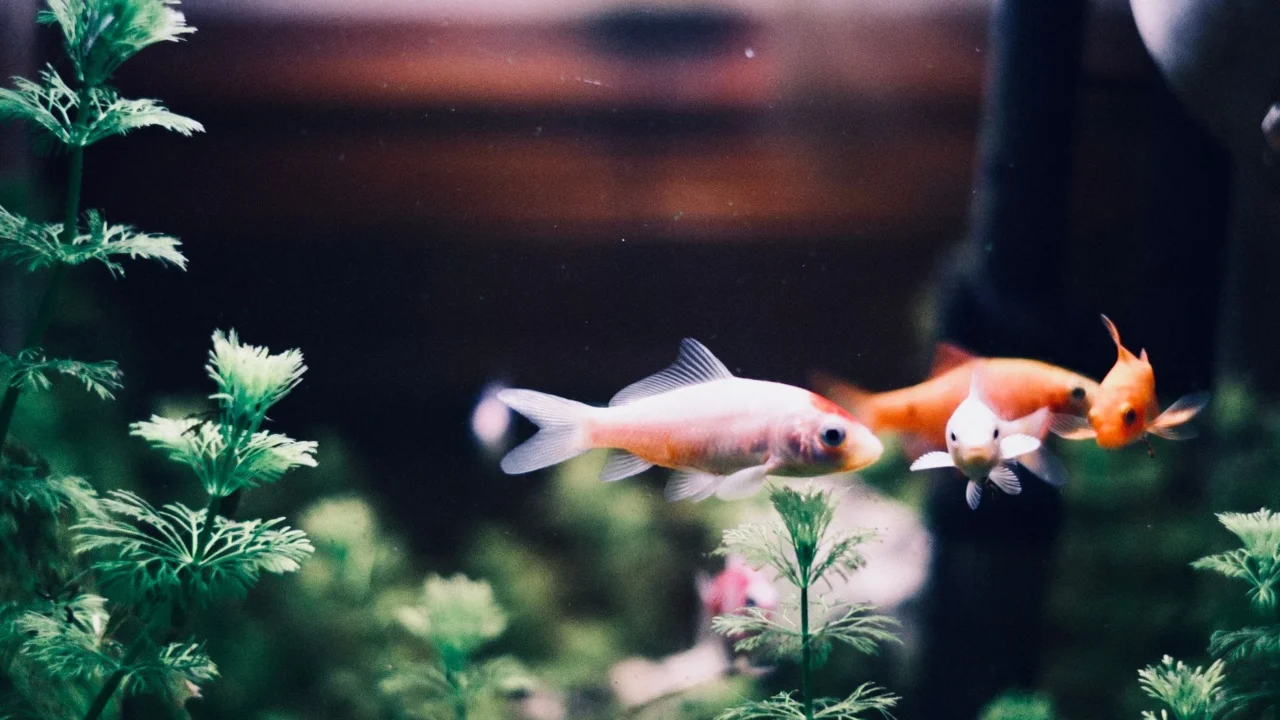 goldfish small aquarium