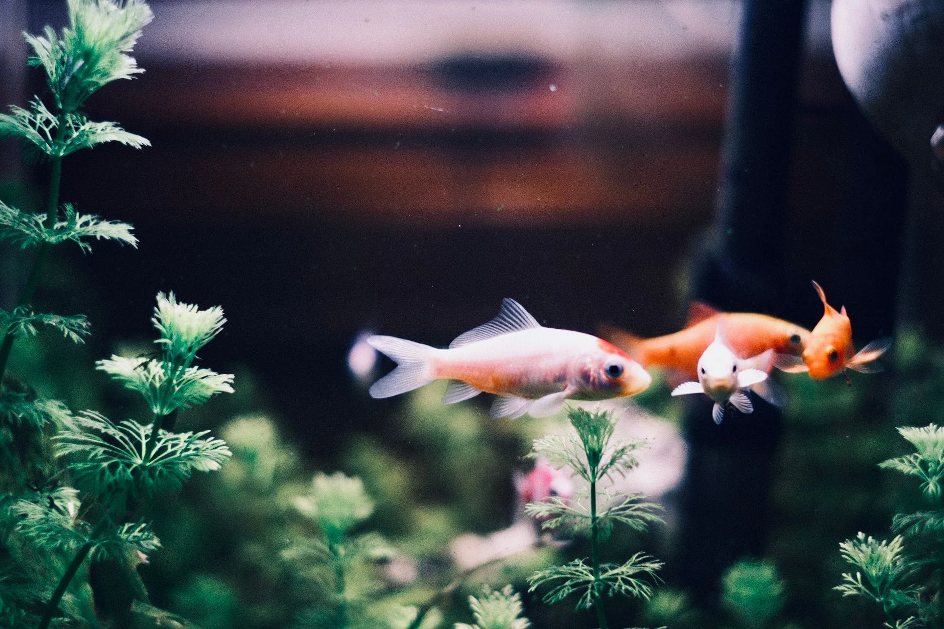 goldfish small aquarium