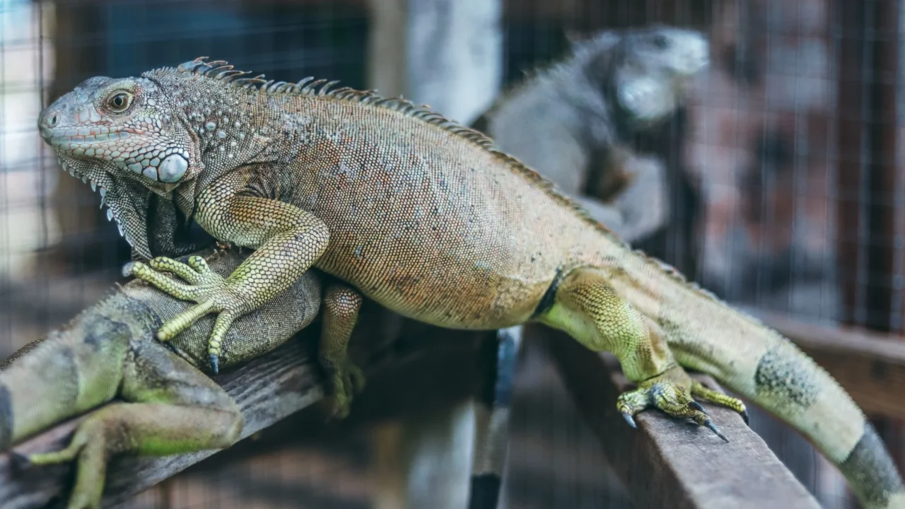 green iguana aggressive lizard