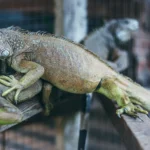 Cara Menjinakkan Iguana Galak 2026: Panduan Lengkap