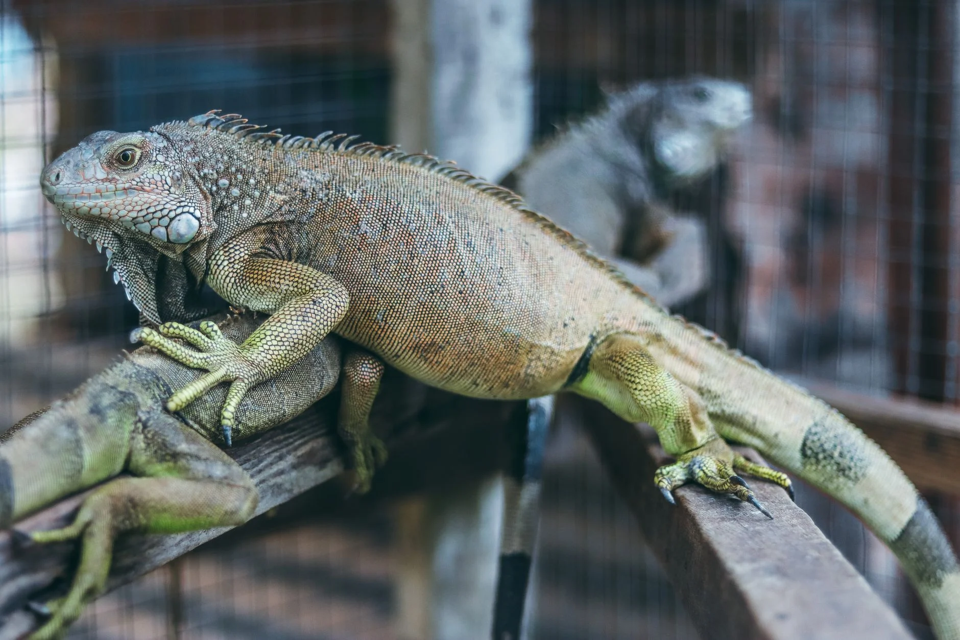 green iguana aggressive lizard