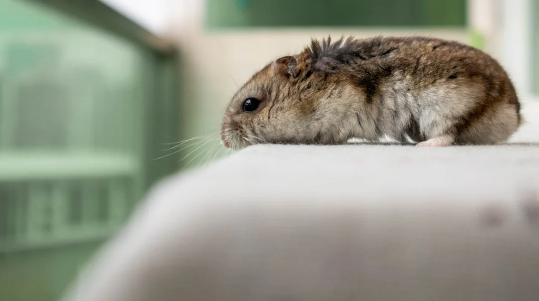 hamster bathing pet sand
